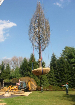 2 Stenger - Villanova Large Tree Install 2